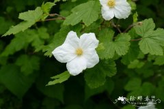 新墨西哥悬钩子Rubus neomexicanus