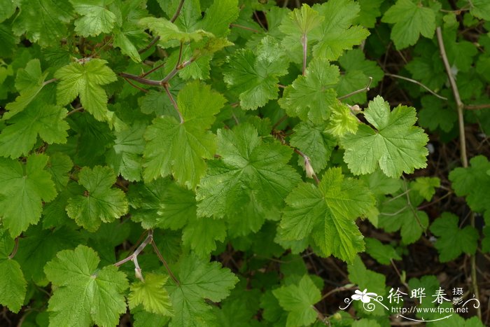 新墨西哥悬钩子Rubus neomexicanus