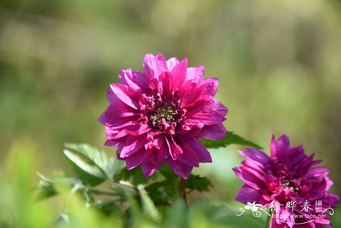 ‘重瓣奥林匹克’美洲大树莓Rubus spectabilis 'Olympic Double'