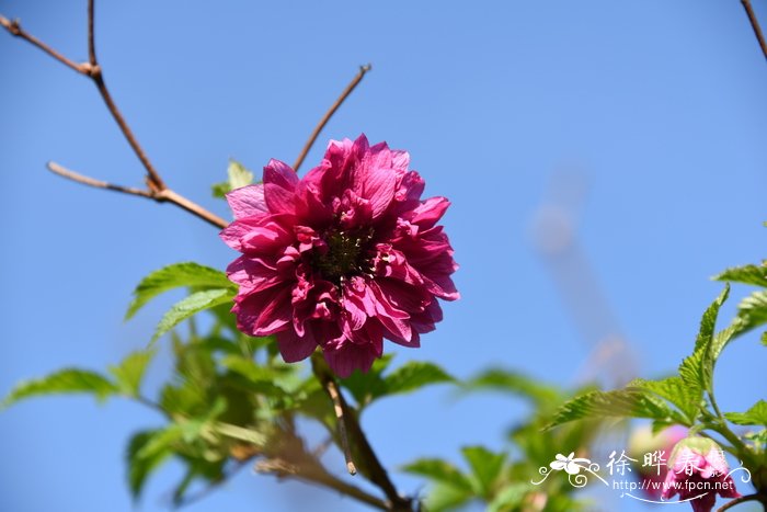 ‘重瓣奥林匹克’美洲大树莓Rubus spectabilis 'Olympic Double'