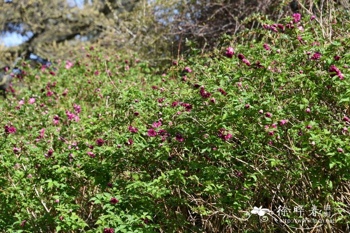 ‘重瓣奥林匹克’美洲大树莓Rubus spectabilis 'Olympic Double'