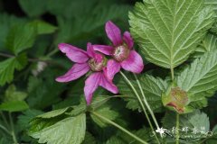 美丽悬钩子Rubus spectabilis