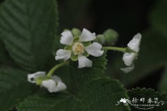 红毛悬钩子Rubus wallichianus