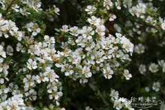 ‘美丽’大果栒子Cotoneaster conspicuus ‘Decorus’