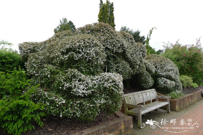 ‘美丽’大果栒子Cotoneaster conspicuus ‘Decorus’