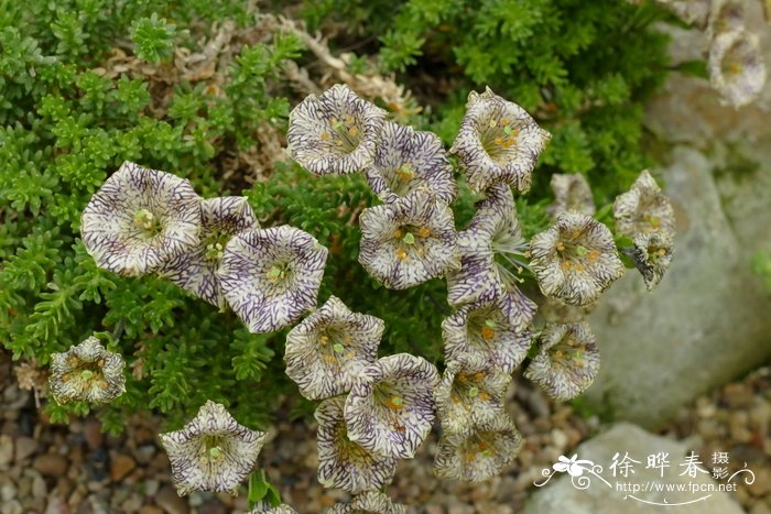 巴塔哥尼亚碧冬茄Petunia patagonica