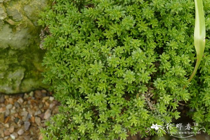 巴塔哥尼亚碧冬茄Petunia patagonica