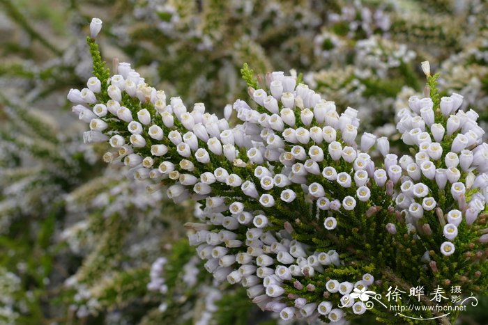 覆瓦柏枝花Fabiana imbricata