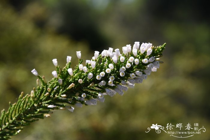 覆瓦柏枝花Fabiana imbricata