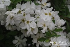 大花白鹃梅Exochorda × macrantha