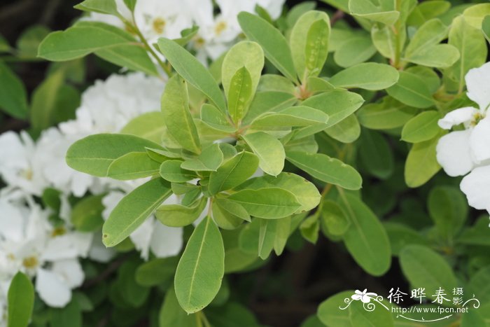 大花白鹃梅Exochorda × macrantha