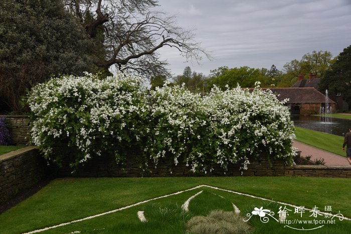 大花白鹃梅Exochorda × macrantha