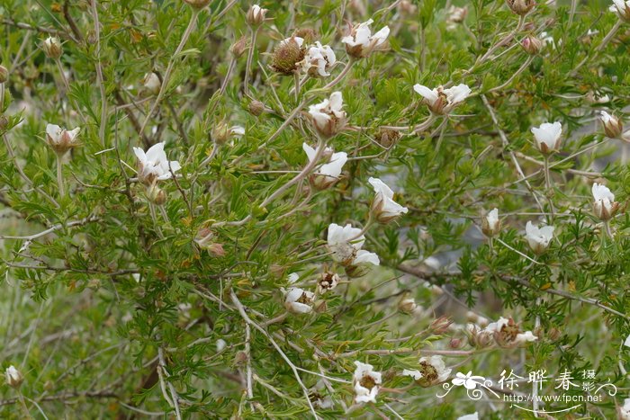 飞羽木Fallugia paradoxa