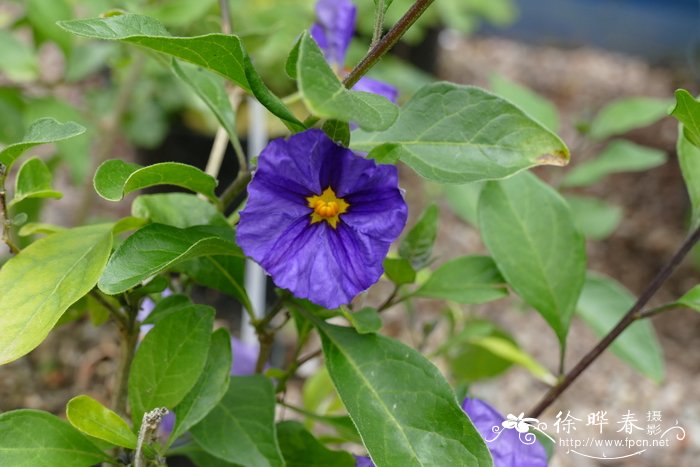 南茄Lycianthes rantonnei