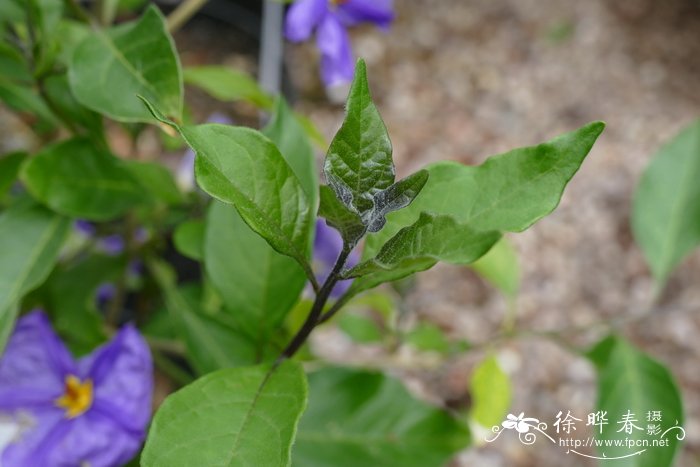 南茄Lycianthes rantonnei