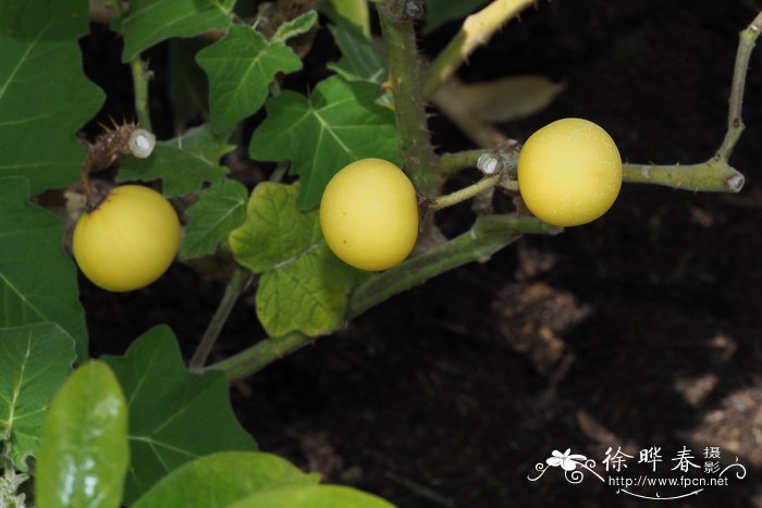 喀西茄Solanum aculeatissimum