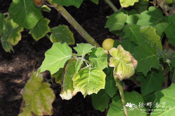 喀西茄Solanum aculeatissimum