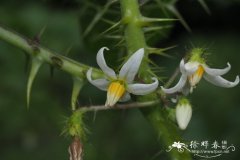 牛茄子Solanum capsicoides