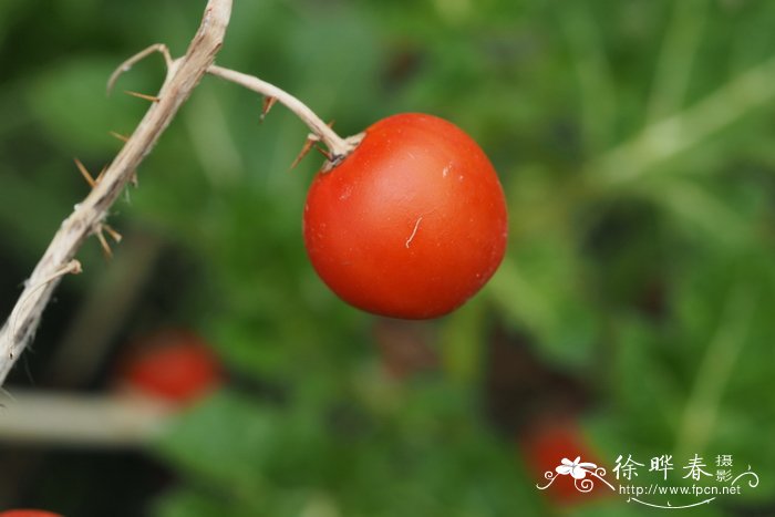 牛茄子Solanum capsicoides