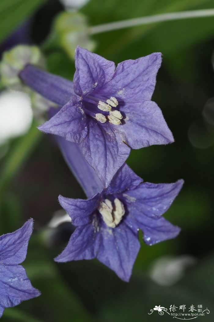 大花悬铃果Iochroma grandiflorum