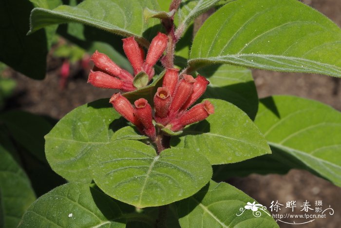 瓶子花Cestrum fasciculatum