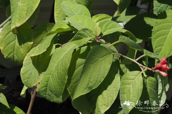 瓶子花Cestrum fasciculatum