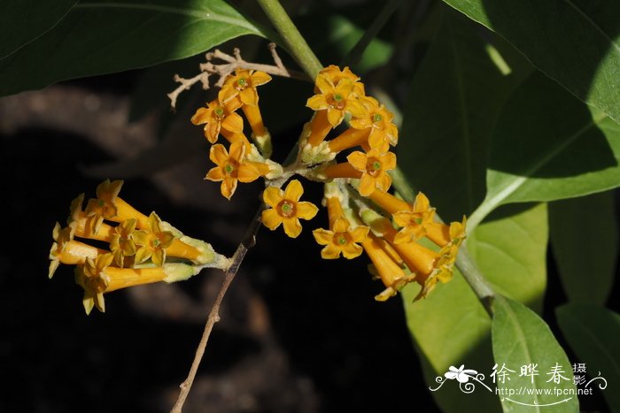 鹦鹉色夜香树Cestrum psittacinum