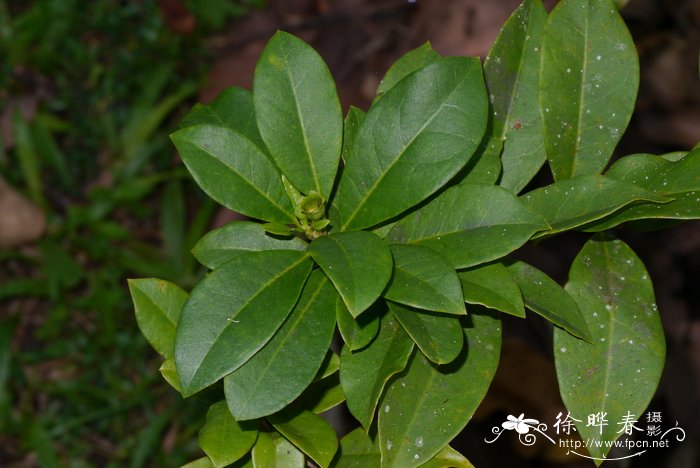 鹦鹉色夜香树Cestrum psittacinum