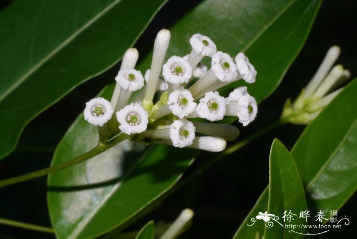 白夜丁香Cestrum diurnum