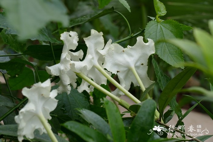  夜香花Brunfelsia undulata