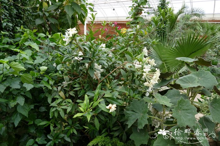  夜香花Brunfelsia undulata