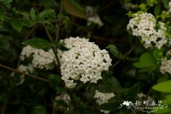 刺荚蒾Viburnum × burkwoodii