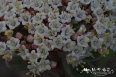 黄栌叶荚蒾Viburnum cotinifolium