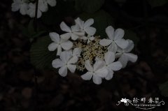 显脉荚蒾Viburnum furcatum