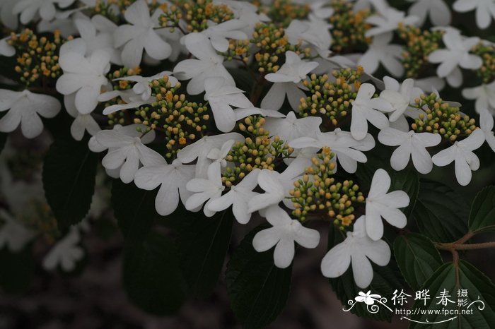 蝶花荚迷viburnum hanceanum