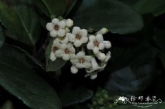 少花荚蒾Viburnum oliganthum