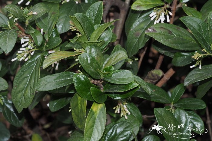 少花荚蒾Viburnum oliganthum