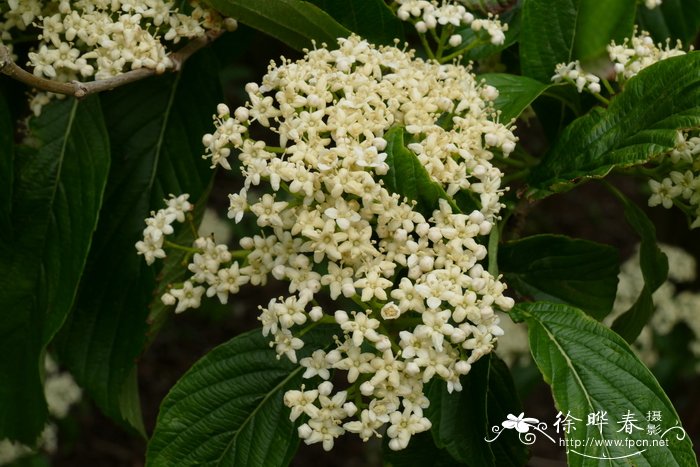 希鲍德荚蒾Viburnum sieboldii