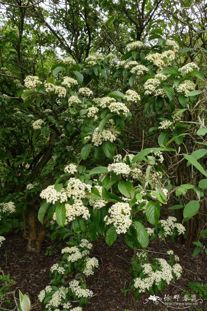 希鲍德荚蒾Viburnum sieboldii