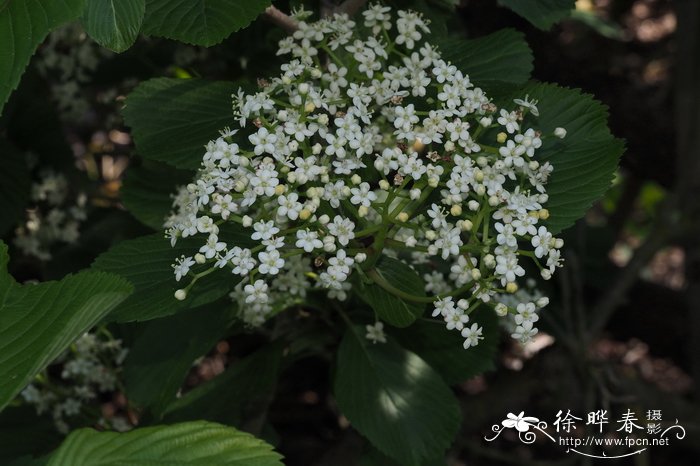 樱叶荚蒾Viburnum sieboldii