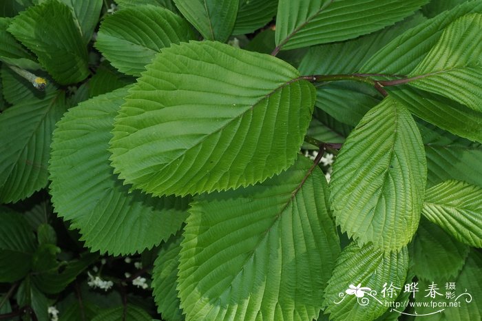 樱叶荚蒾Viburnum sieboldii