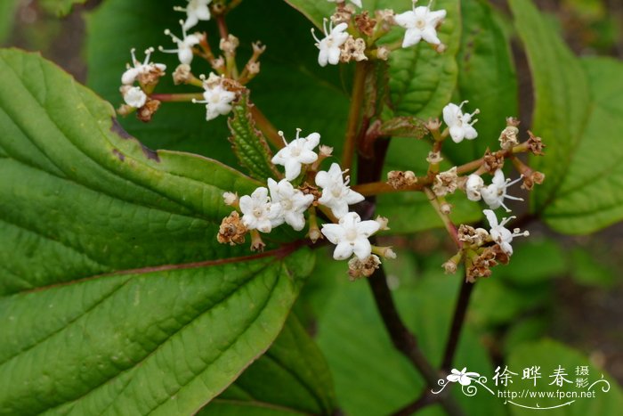 浙皖荚蒾Viburnum wrightii