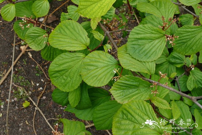 浙皖荚蒾Viburnum wrightii