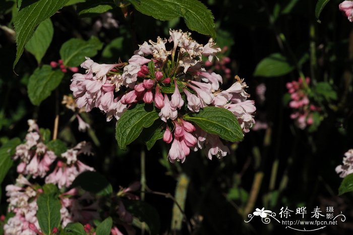 桃红锦带花Weigela hortensis