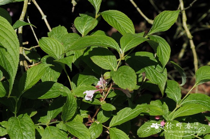 桃红锦带花Weigela hortensis