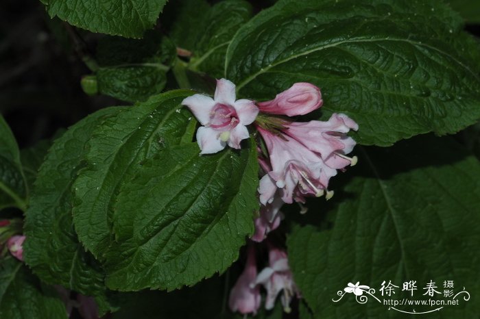 日本锦带花Weigela japonica