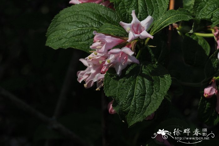 日本锦带花Weigela japonica