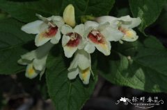 远东锦带花Weigela middendorffiana