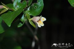 二翅糯米条Abelia graebneriana