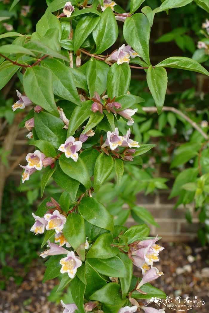 二翅糯米条Abelia graebneriana